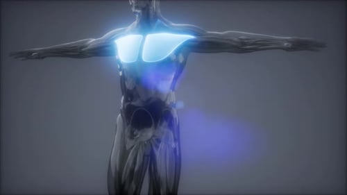 Modern 3D Animated Pectoral Muscles on Transparent Human Body Scan
