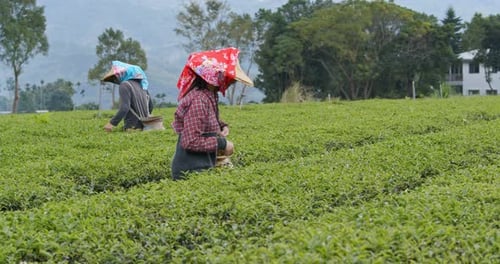 People work in the tea garden
