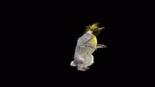 Animated 3D Penguin Walking and Looking Around