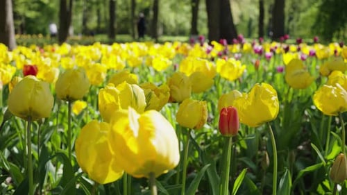 Yellow and Red Tulips with Green Leaves Grow in City Park