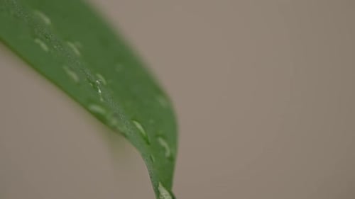 Close-Up of a Green Leaf with Water Droplets