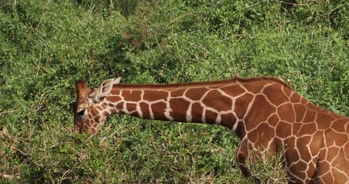 Netzgiraffe, Giraffa camelopardalis reticulata, Blätter fressen für Erwachsene, Samburu-Park in Kenia