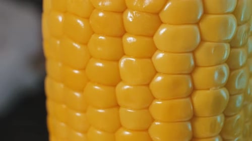 Fresh Glossy Corn on the Cob Macro