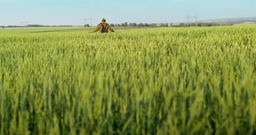 The Farmer Inspects the Harvest in the Wheat Field