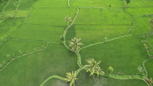 Campo de arroz