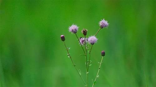 Wildflowers