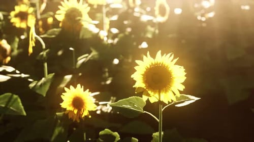Sunflower Field Landscape at Sunset