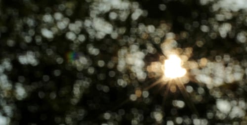 Sunlight Through Leaves Bokeh Effect