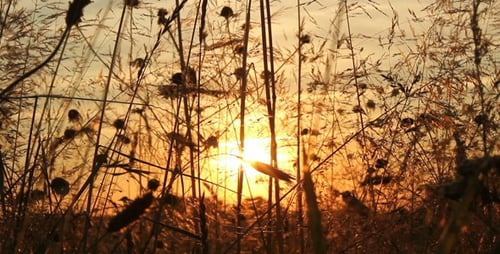 Grass At Sunset