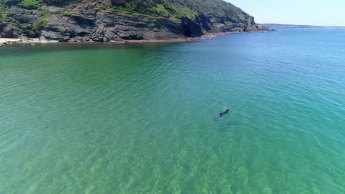 Aerial View Of Dolphin Fish