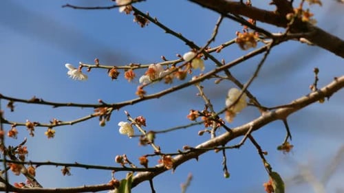 Apricot Flower