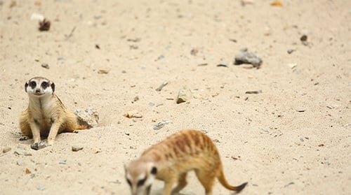 Erdmännchen