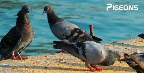 Pigeons