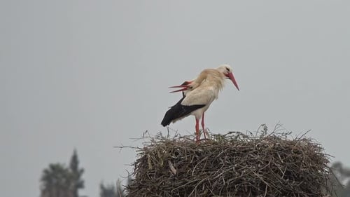 White Storks Banging Beaks in a Nest, Portugal