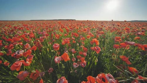 A Large Field of Red Poppy Flowers at Sunset