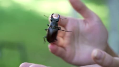 Woman Holds Shiny Stag Beetle in Her Hands