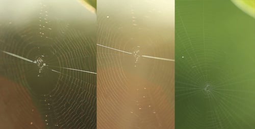 Spider Web Slider Shot Pack 2 (3-Pack)