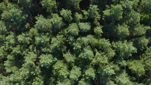 Top View On Trees In The Forest