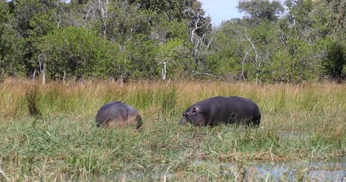 Hippo Botswana Africa Safari Wildlife