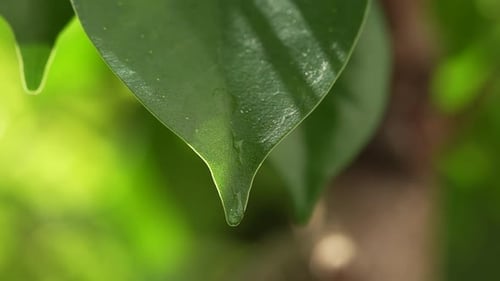 Water Drops on a Leaf 54