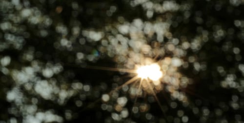 Sunlight Through the Trees in Abstract