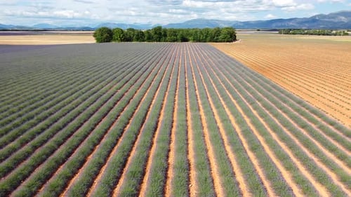 Lavendelfeld Landwirtschaft Anbau in Valensole Luftbild