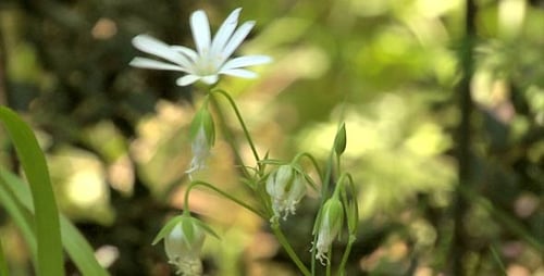Delicate White Forest Flowers Blooming in Sunlight