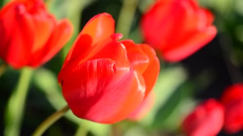 Tulips in the Spring 4
