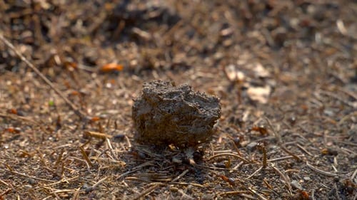 Big anthill in the woods