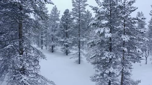 Flying Through Huge Mountain Trees in the Evening in Heavy Snowfall and Fog in the Mountains in the