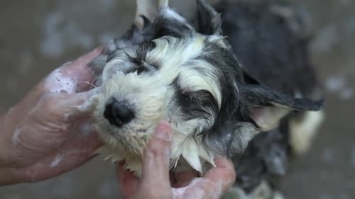 Hands Washing Cute Small Dog with Soap