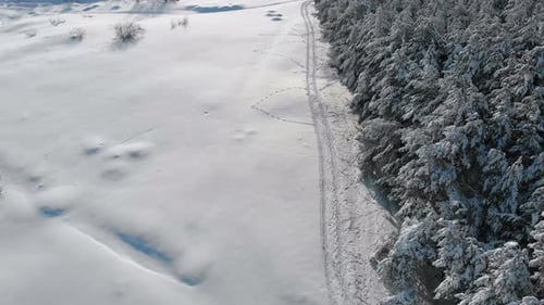 Aerial View on Winter Pine Forest and Snow Path on a Sunny Day