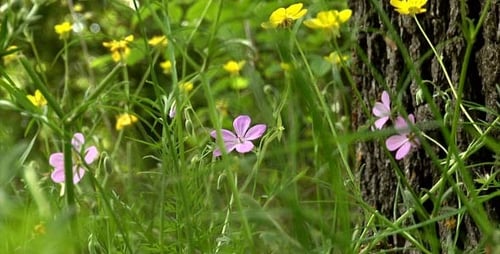 Forest flowers