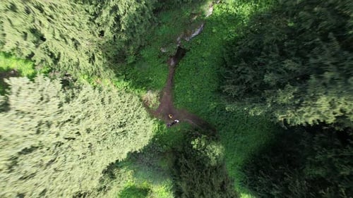 Hidden Cave Entrance Among Green Grass
