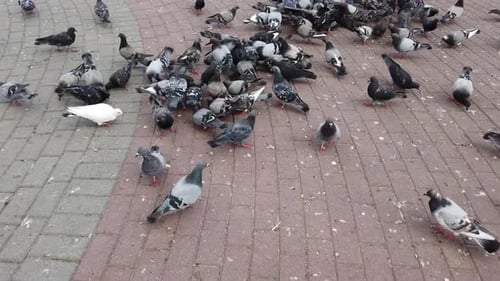 Wild pigeons on a park path in the city.