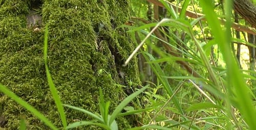 Moss-Covered Tree Trunk with Green Grass