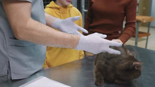 Veterinarian Examines Cat with Owner and Child Present