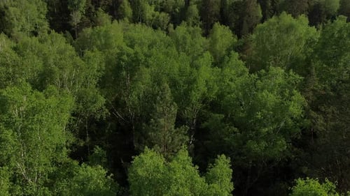 Flug in geringer Höhe über grüne Baumwipfel. Panorama über den grünen Wald. Fichten und Birken in einem