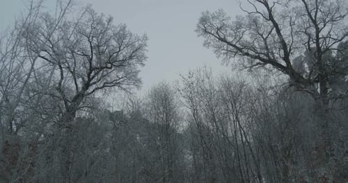 Winter Frozen Silhouettes Of Trees