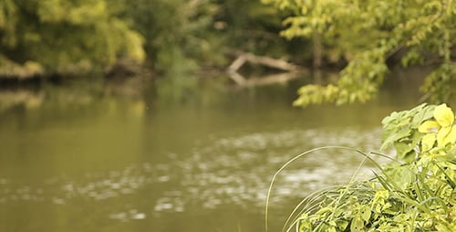 Rivière Et Herbe Verte