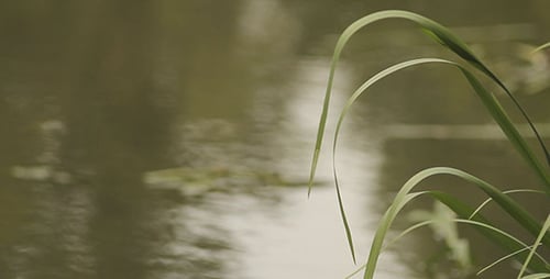 Schwingendes grünes Gras und Fluss