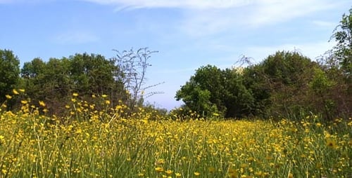 Wildflower Meadow on a Sunny Day