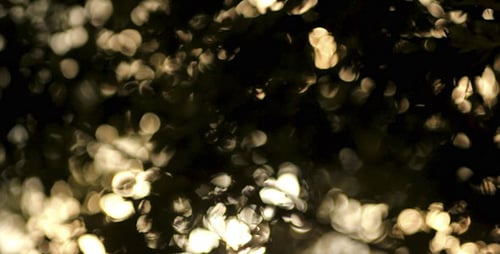 Sunshine Bokeh Background 4