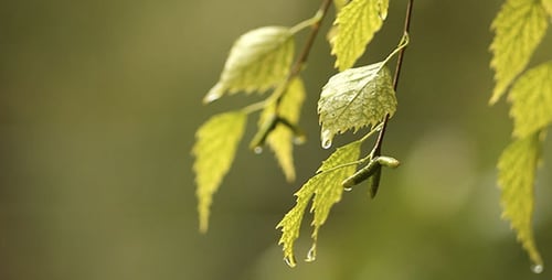 Feuilles de bouleau et pluie 2