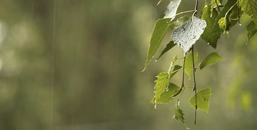 Feuilles de bouleau et pluie