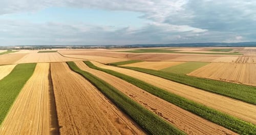 Aerial View of Wheat Field at Dusk Agriculture