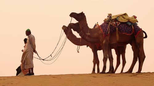 Cameleers, conducteurs de chameaux au coucher du soleil