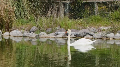 White Swan In Lake Water 6