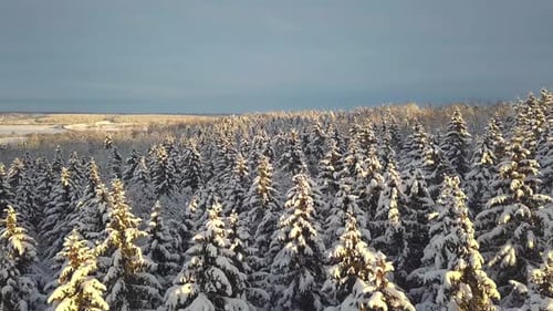 Winter forest snow-covered winter trees in the sun. aerial photography .