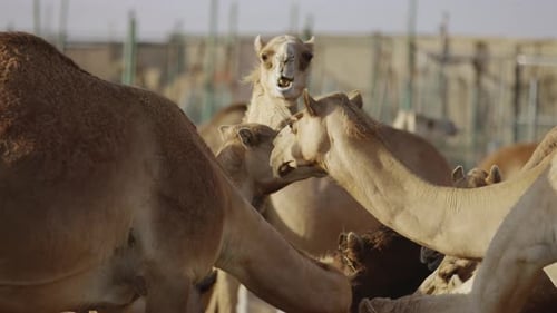 Camelos comendo e mastigando